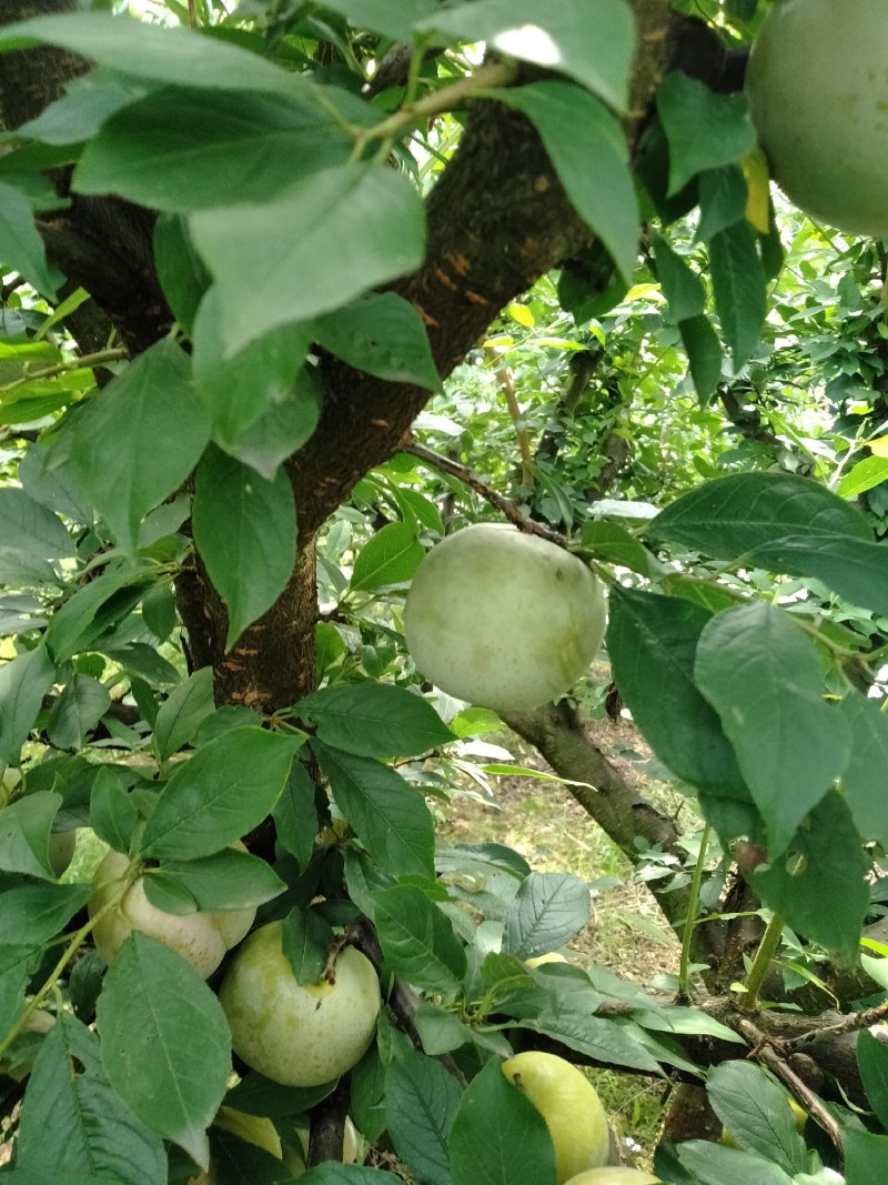 温州市高山红心李，7月21号上市，欢迎老板采购