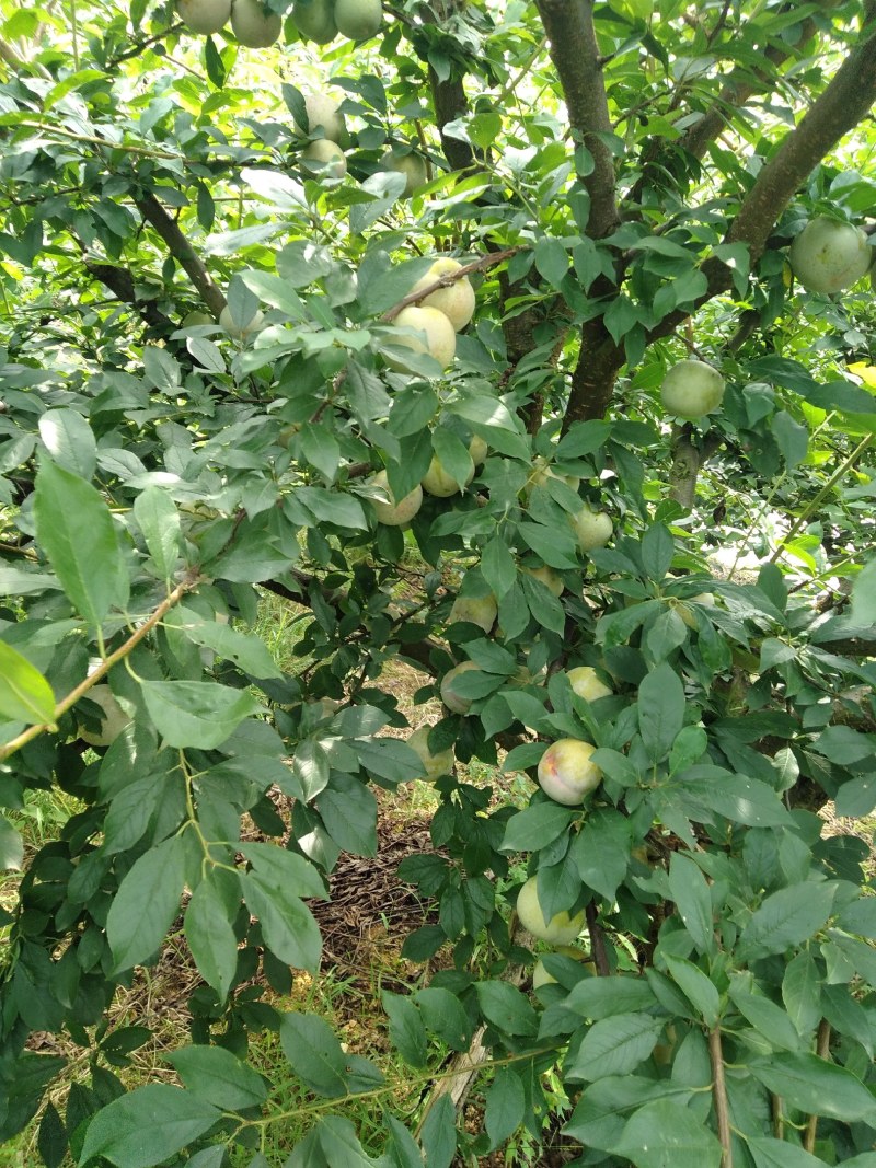 温州市高山红心李，7月21号上市，欢迎老板采购