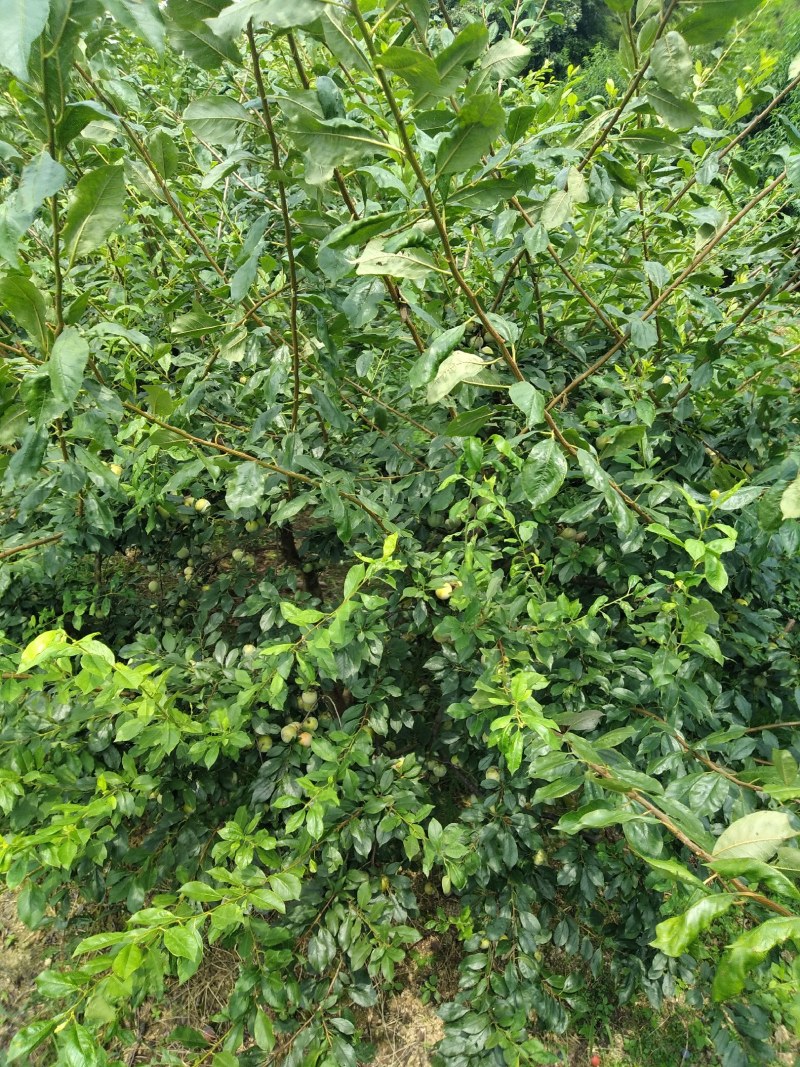 温州市高山红心李，7月21号上市，欢迎老板采购