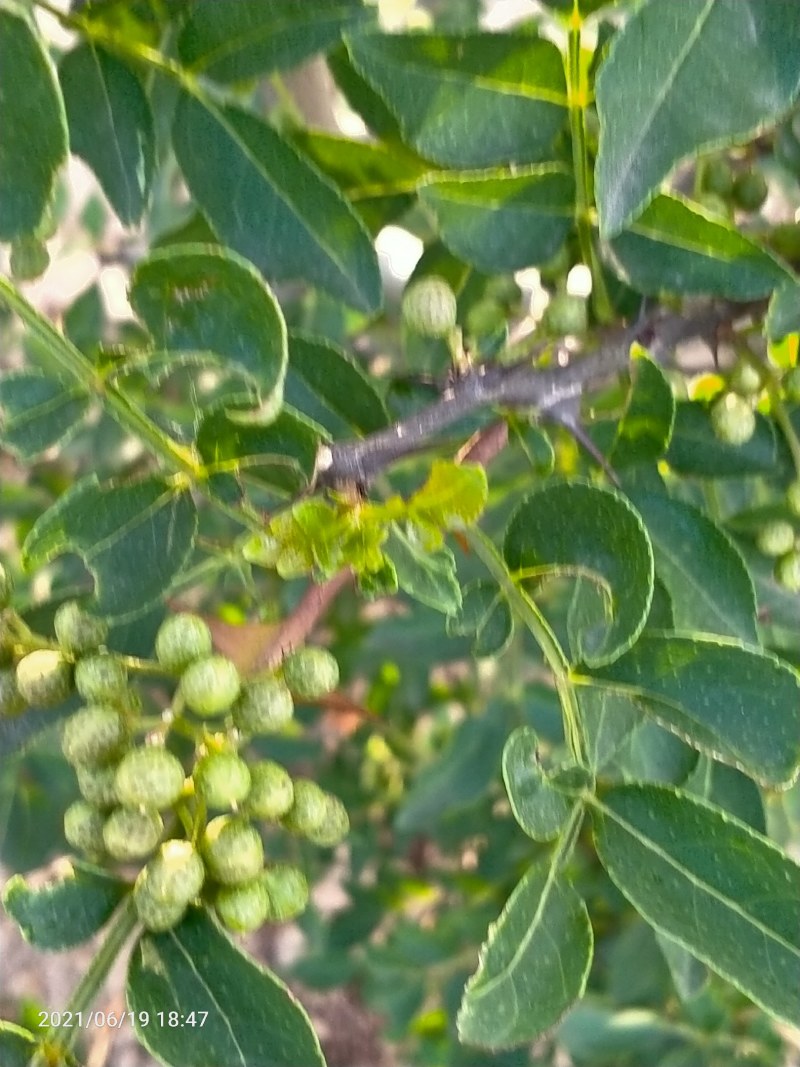 大红袍花椒
