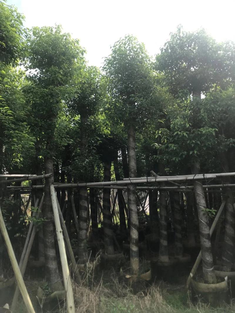香樟15~16分，截杆发冒，2~3年苗，质量苗