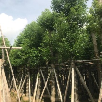 香樟15~16分，截杆发冒，2~3年苗，质量苗