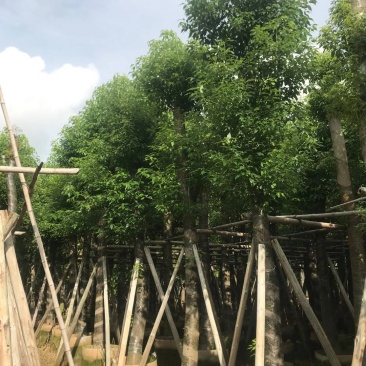 香樟15~16分，截杆发冒，2~3年苗，质量苗