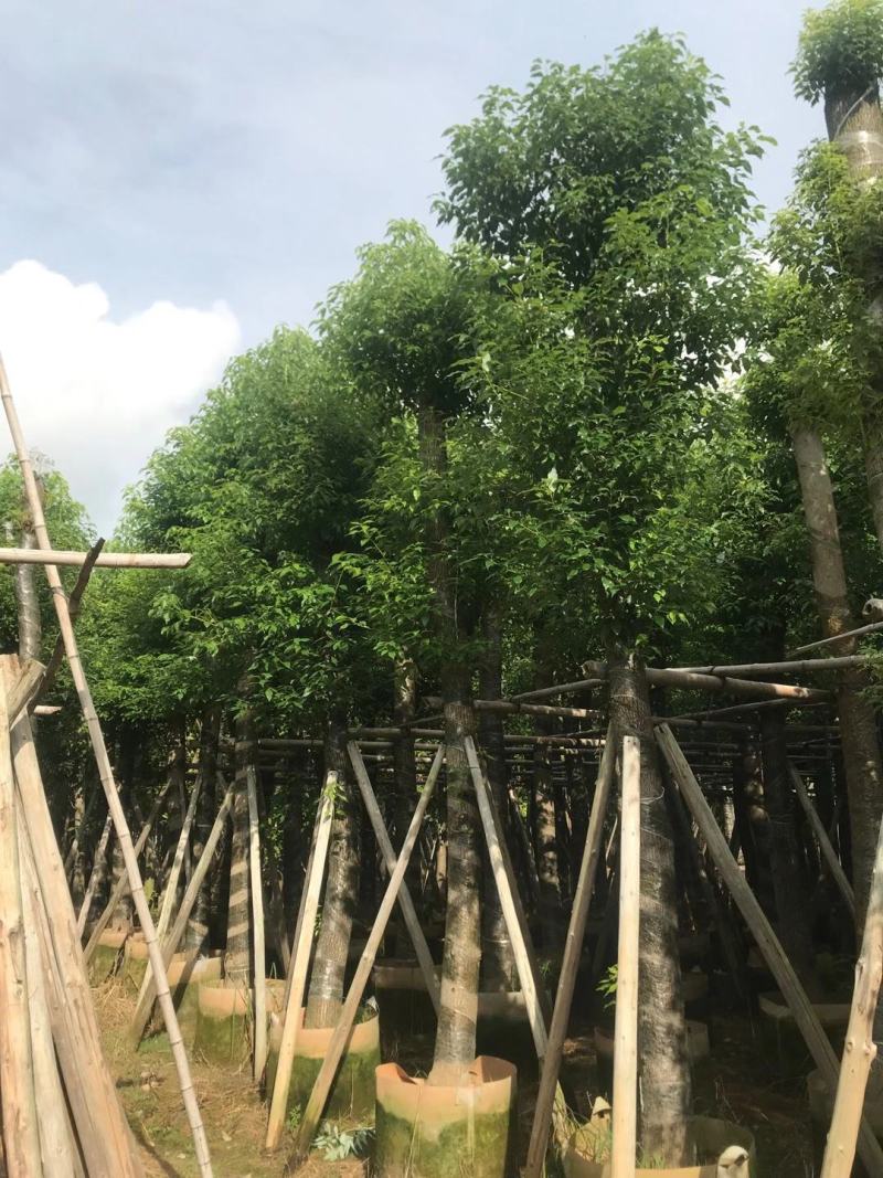 香樟15~16分，截杆发冒，2~3年苗，质量苗