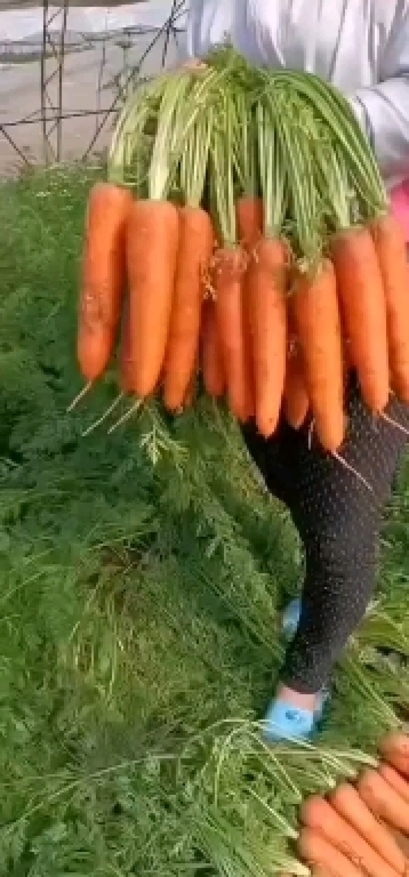 胡萝卜