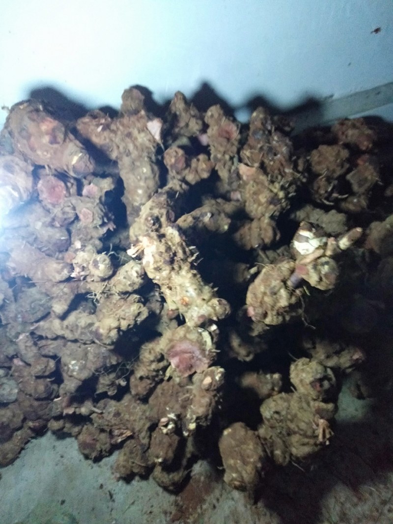 红肉土茯苓，源产地直供，价格美丽，货源稳定可长期供货
