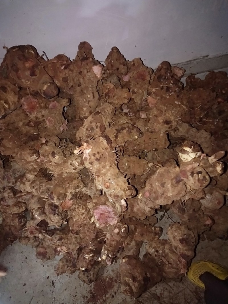 红肉土茯苓，源产地直供，价格美丽，货源稳定可长期供货