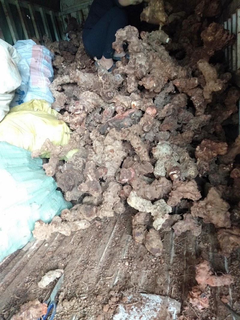 红肉土茯苓，源产地直供，价格美丽，货源稳定可长期供货
