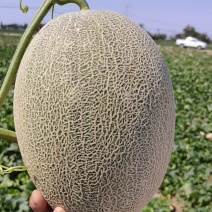 【爆品热销】正宗新疆吐鲁番晓密一级瓜量大从优代发全国