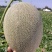 【爆品热销】正宗新疆吐鲁番晓密一级瓜量大从优代发全国