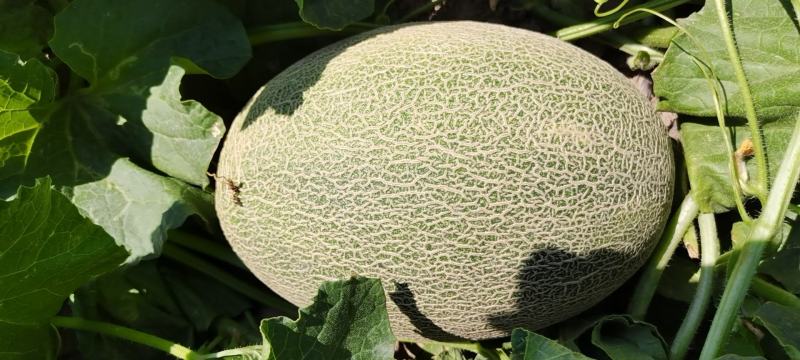 【爆品热销】正宗新疆吐鲁番晓密一级瓜量大从优代发全国