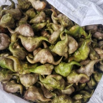 大青菱角上市了，有需要的联系我，价格随行就市！
