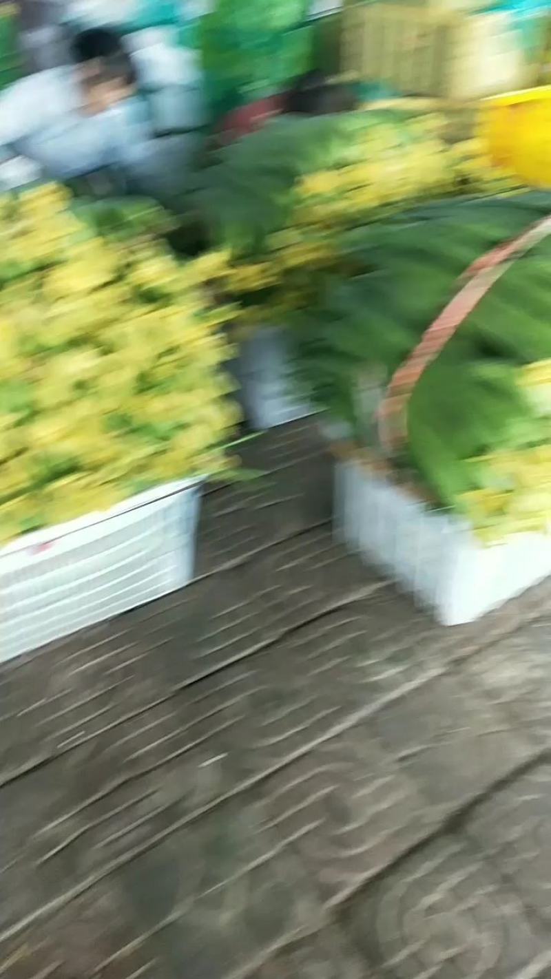 鲜花丝瓜
