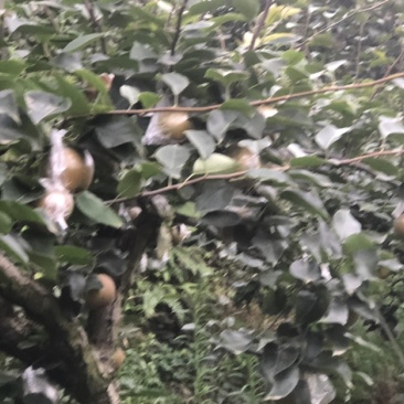 黄花梨，产地直销，大面积种植，量大从优，欢迎光临