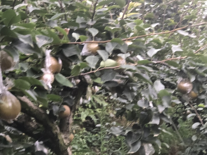 黄花梨，产地直销，大面积种植，量大从优，欢迎光临