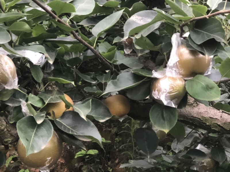 黄花梨，产地直销，大面积种植，量大从优，欢迎光临