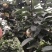 黄花梨，产地直销，大面积种植，量大从优，欢迎光临