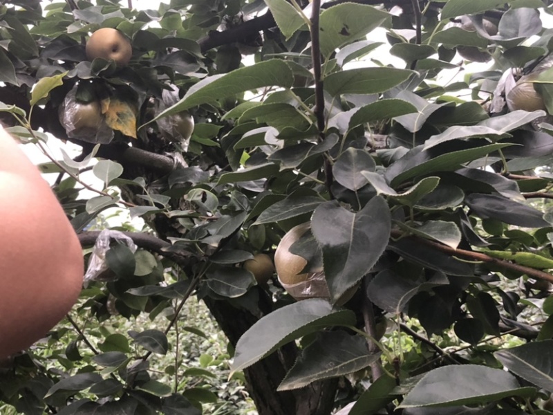 黄花梨，产地直销，大面积种植，量大从优，欢迎光临
