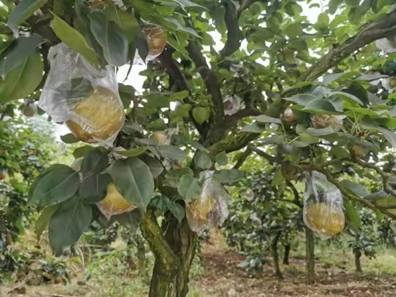黄花梨，产地直销，大面积种植，量大从优，欢迎光临