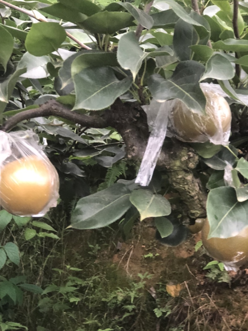 黄花梨，产地直销，大面积种植，量大从优，欢迎光临