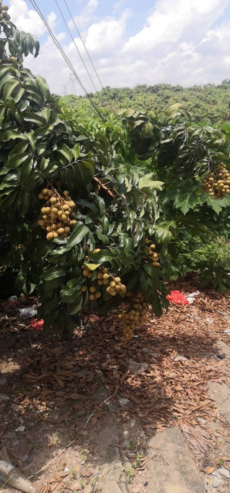 30万园头石硖龙眼储粮龙眼（修花修果）现货
