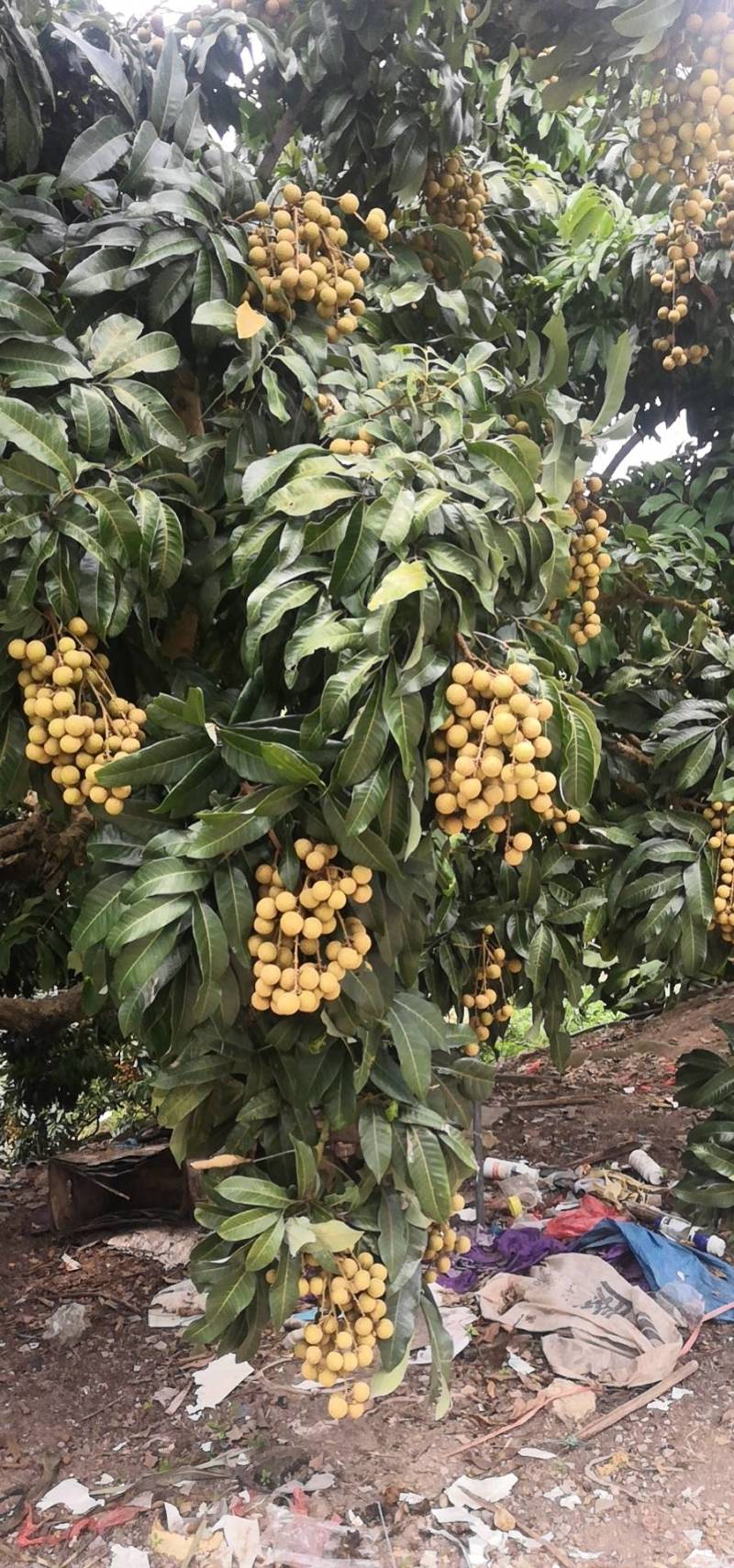 30万园头石硖龙眼储粮龙眼（修花修果）现货