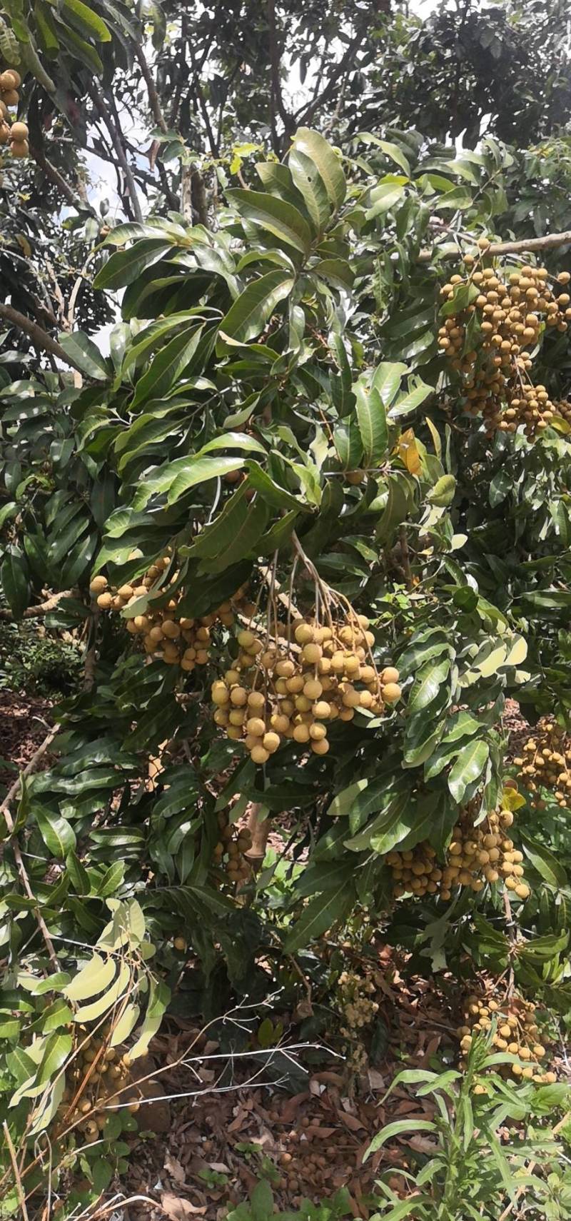 30万园头石硖龙眼储粮龙眼（修花修果）现货