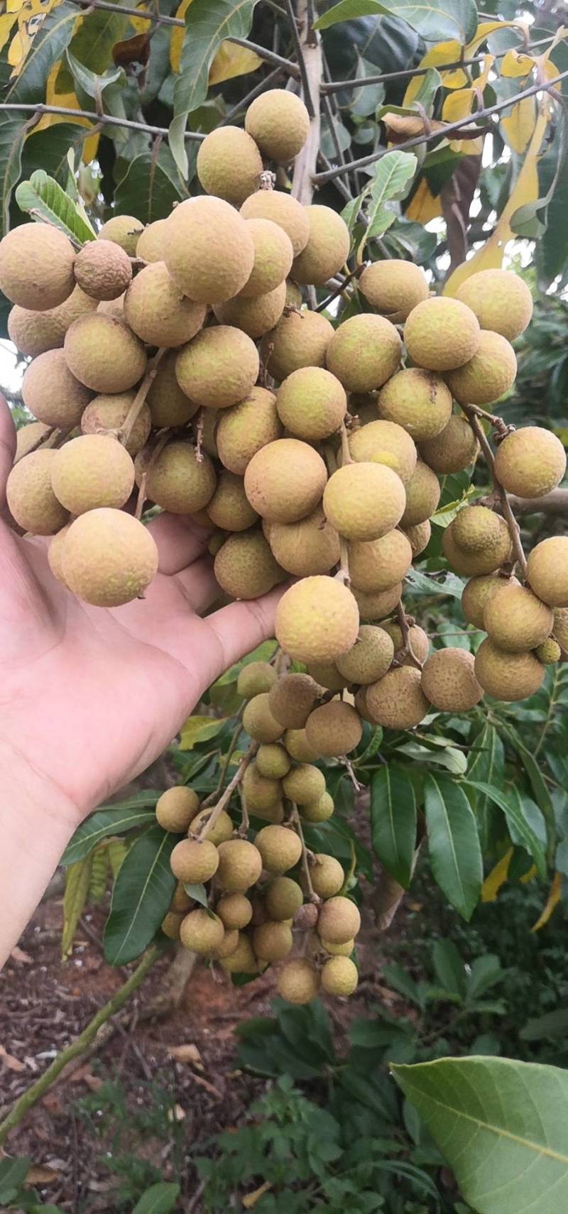 30万园头石硖龙眼储粮龙眼（修花修果）现货