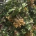 30万园头石硖龙眼储粮龙眼（修花修果）现货