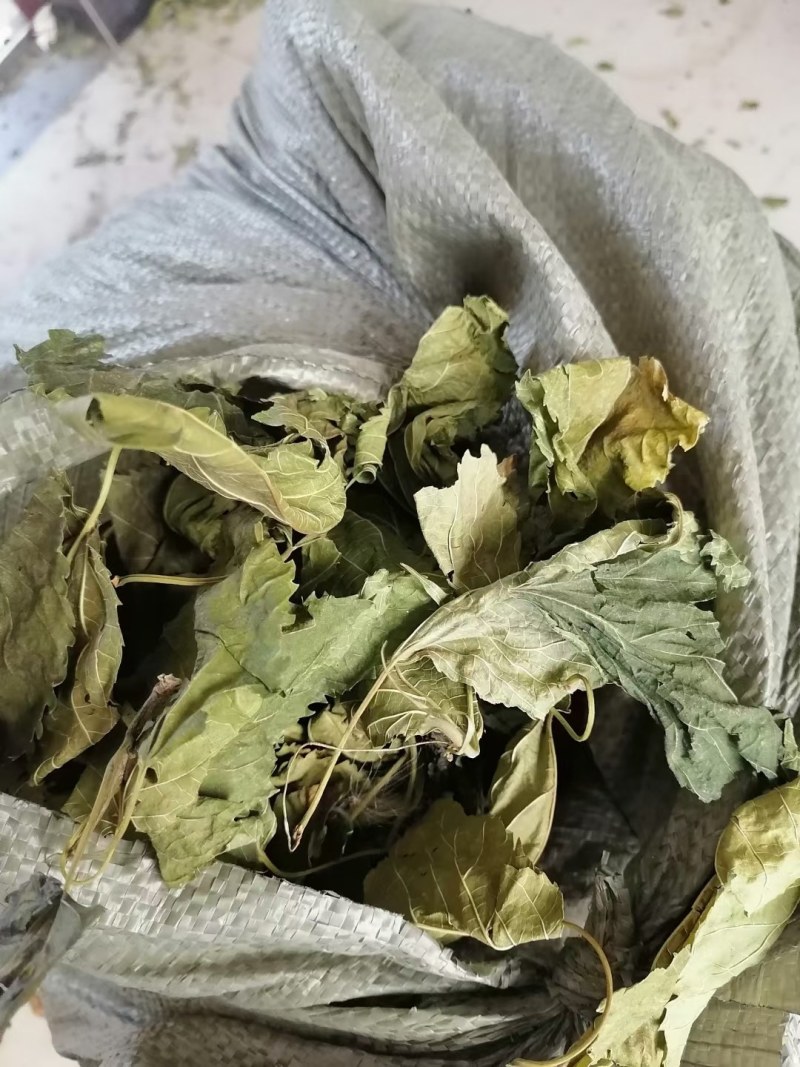 青桑叶，手工采摘，叶片形状！