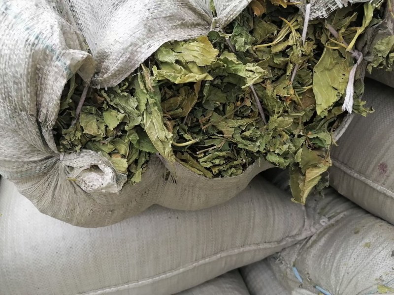 青桑叶，手工采摘，叶片形状！