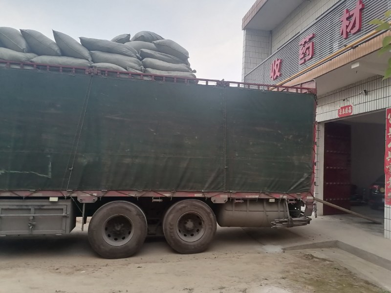 青桑叶，手工采摘，叶片形状！