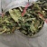 青桑叶，手工采摘，叶片形状！