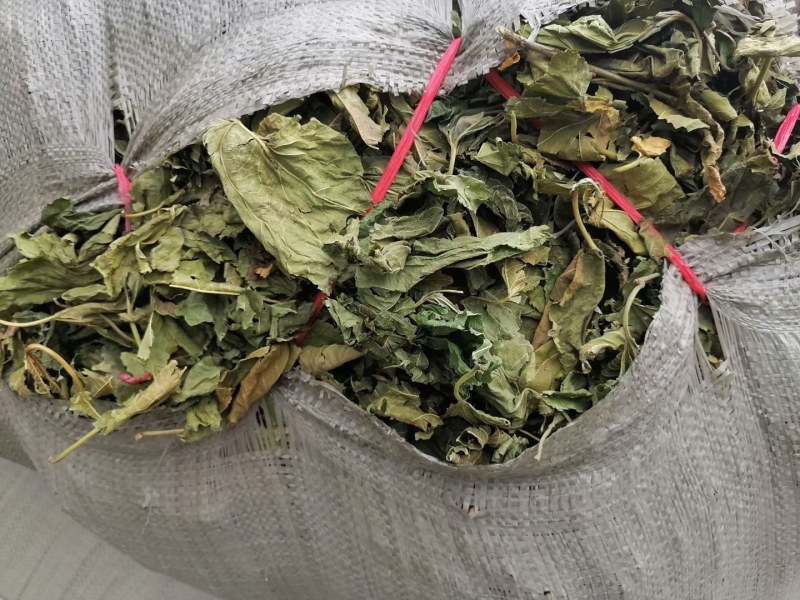 青桑叶，手工采摘，叶片形状！