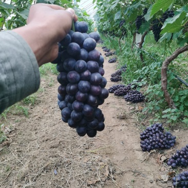 夏黑基地大棚有机种植