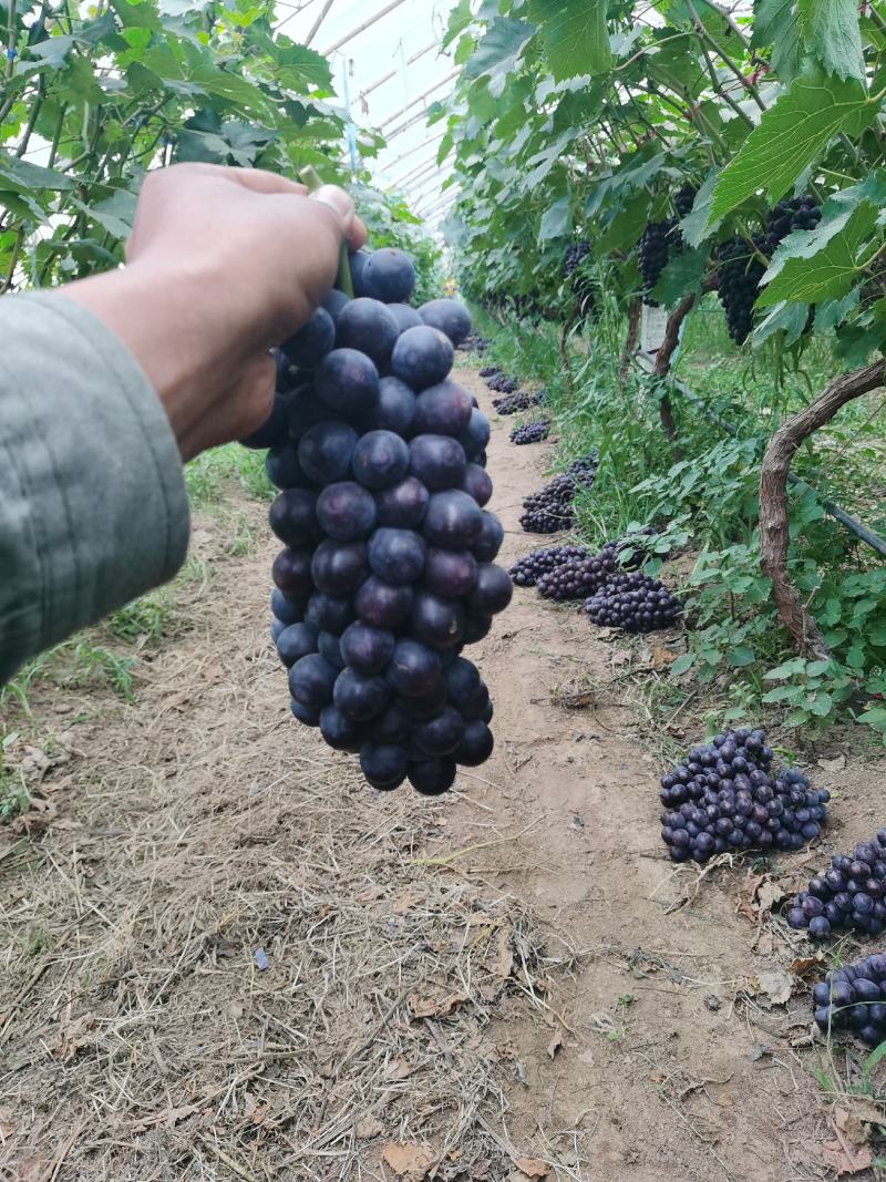夏黑基地大棚有机种植