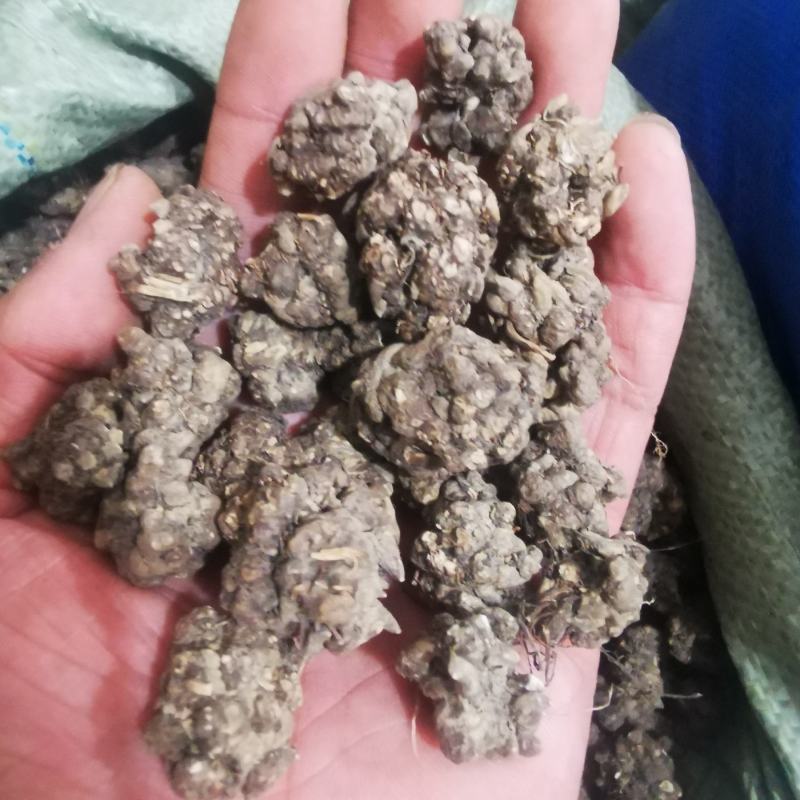 猫爪草中药材商铺批发一站式服务报价品种齐全