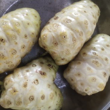 自家种的自产自销诺丽果干有需要的可以联系哦