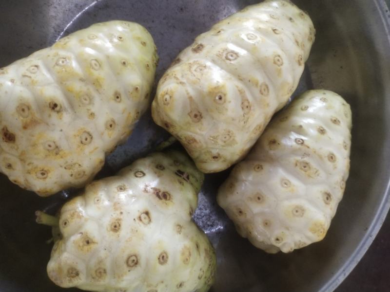 自家种的自产自销诺丽果干有需要的可以联系哦