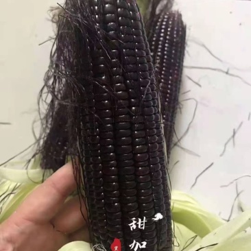 黑玉米