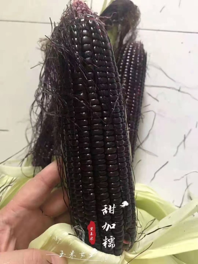黑玉米