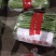 应县的大扁已经上市了，白不老，小金豆，各种豆角。