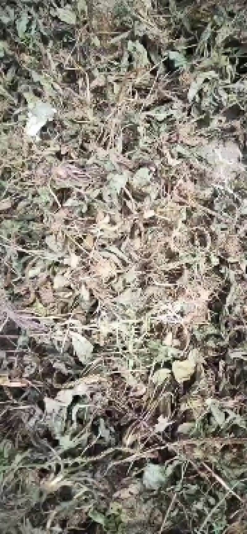 车前草野生蛤蟆衣车轮草鲜货干货自然晒干无硫熏