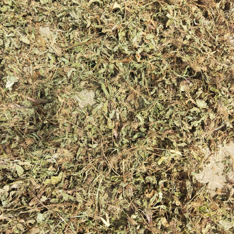 车前草野生蛤蟆衣车轮草鲜货干货自然晒干无硫熏