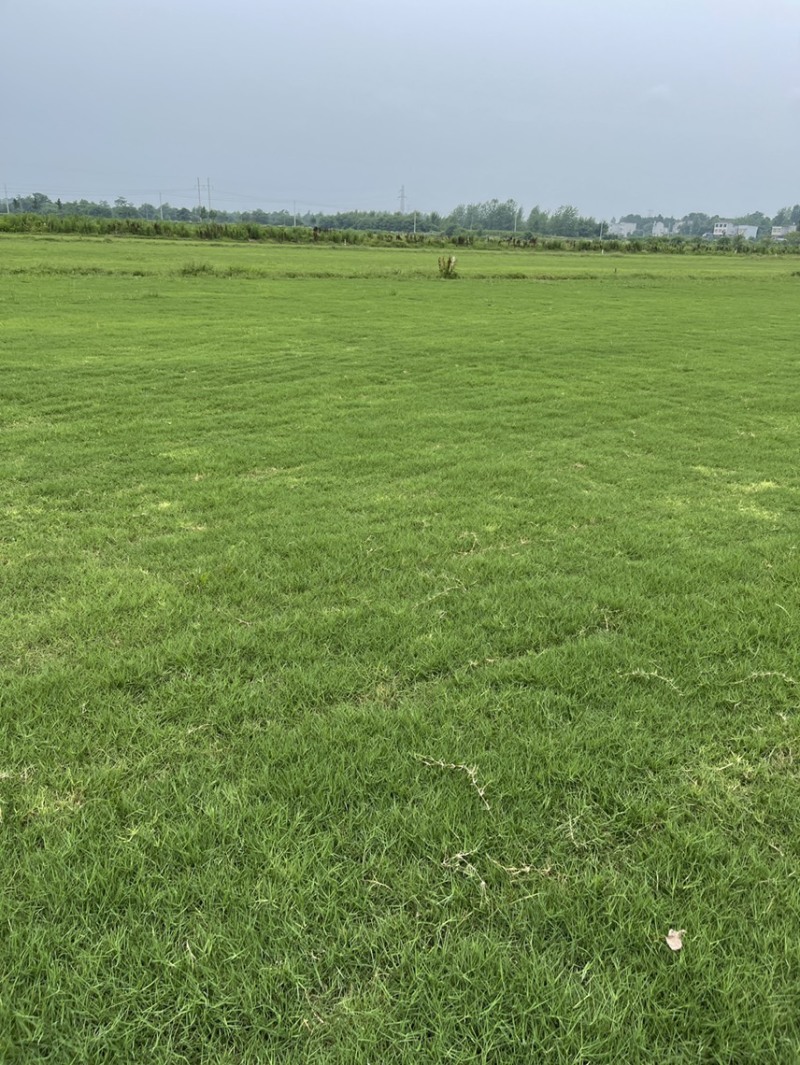 湖北省黄冈市麻城市绿化草坪基地直供，百慕大，马尼拉