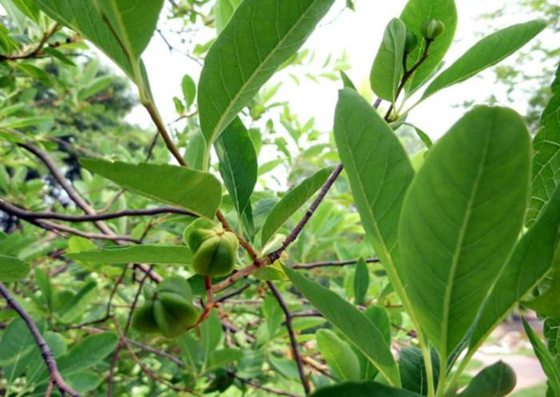 林木种子白鹃梅种子白绢梅种子也叫金瓜果种子