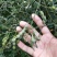 山豆根种子山豆根苗基地供货提供种植资料量大优惠