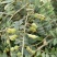 山豆根种子山豆根苗基地供货提供种植资料量大优惠