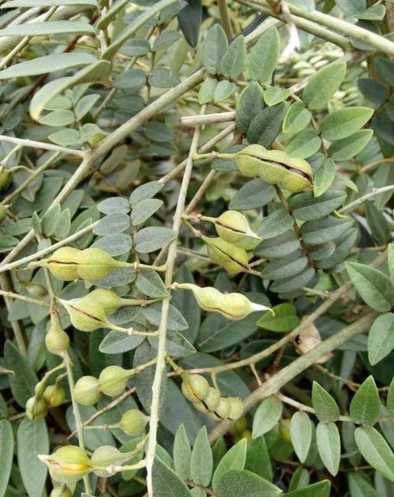 山豆根种子山豆根苗基地供货提供种植资料量大优惠