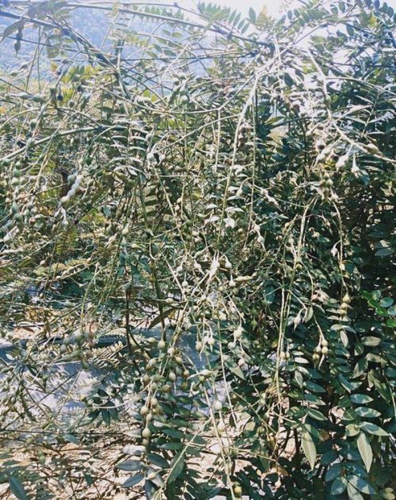 山豆根种子山豆根苗基地供货提供种植资料量大优惠